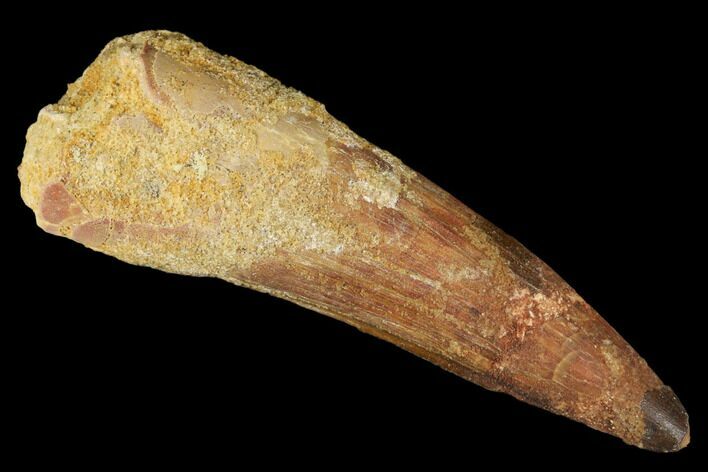 Huge, Spinosaurus Tooth - Real Dinosaur Tooth #175309